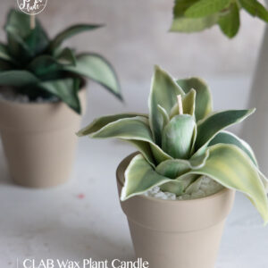 CLAB Ｗax Plant Candle