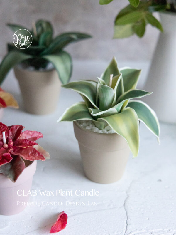 CLAB Ｗax Plant Candle